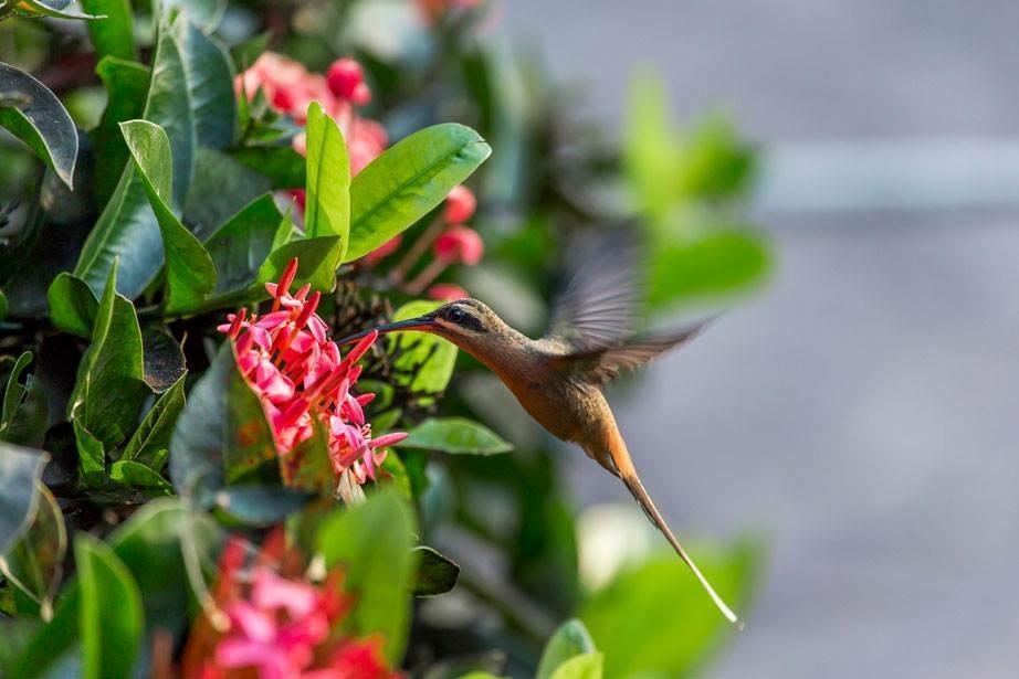 Hotel Fazenda Colibri Amargosa Eksteriør bilde
